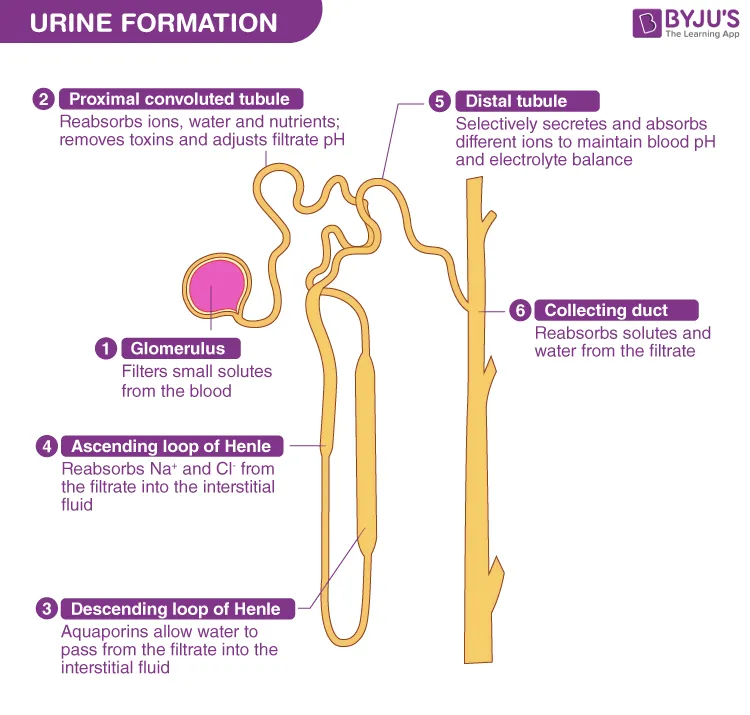Overview of Urine Formation